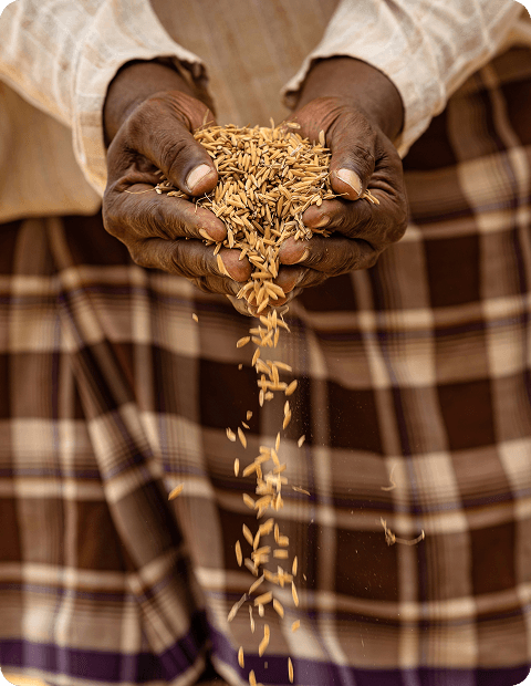 Harvested sorghum grain