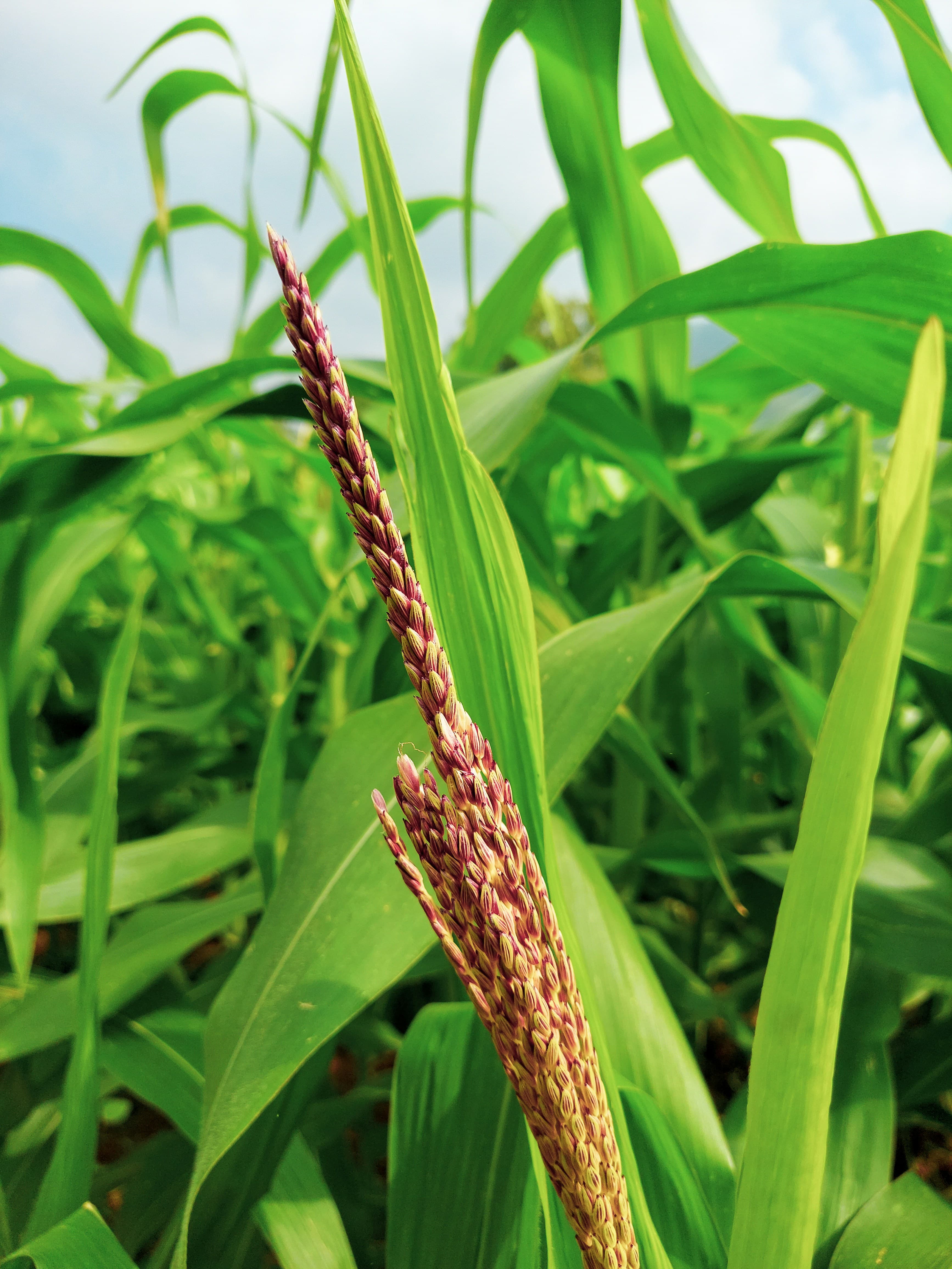 Non-GMO maize cobs