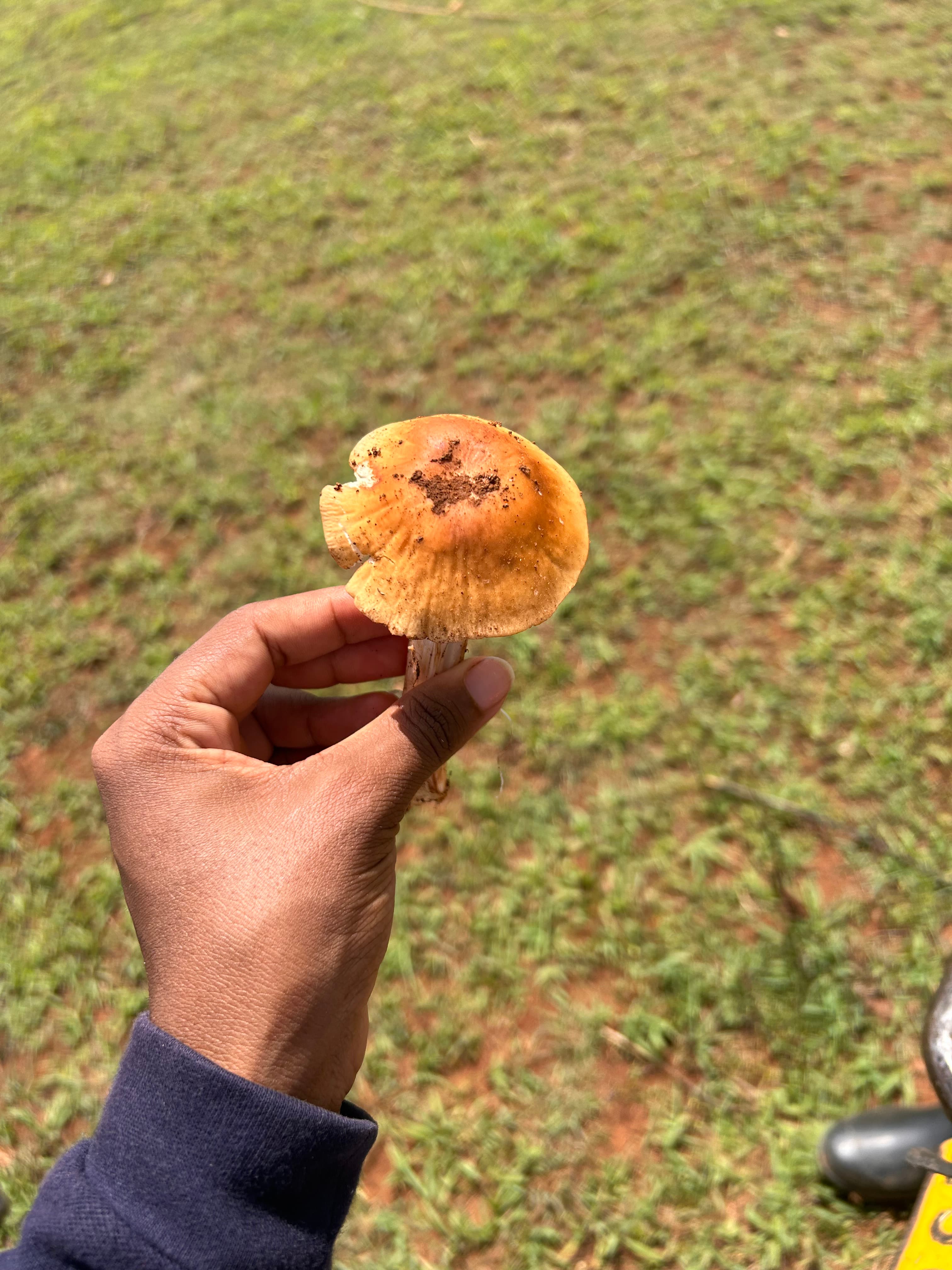 Oyster mushrooms growing at a cooperative farm