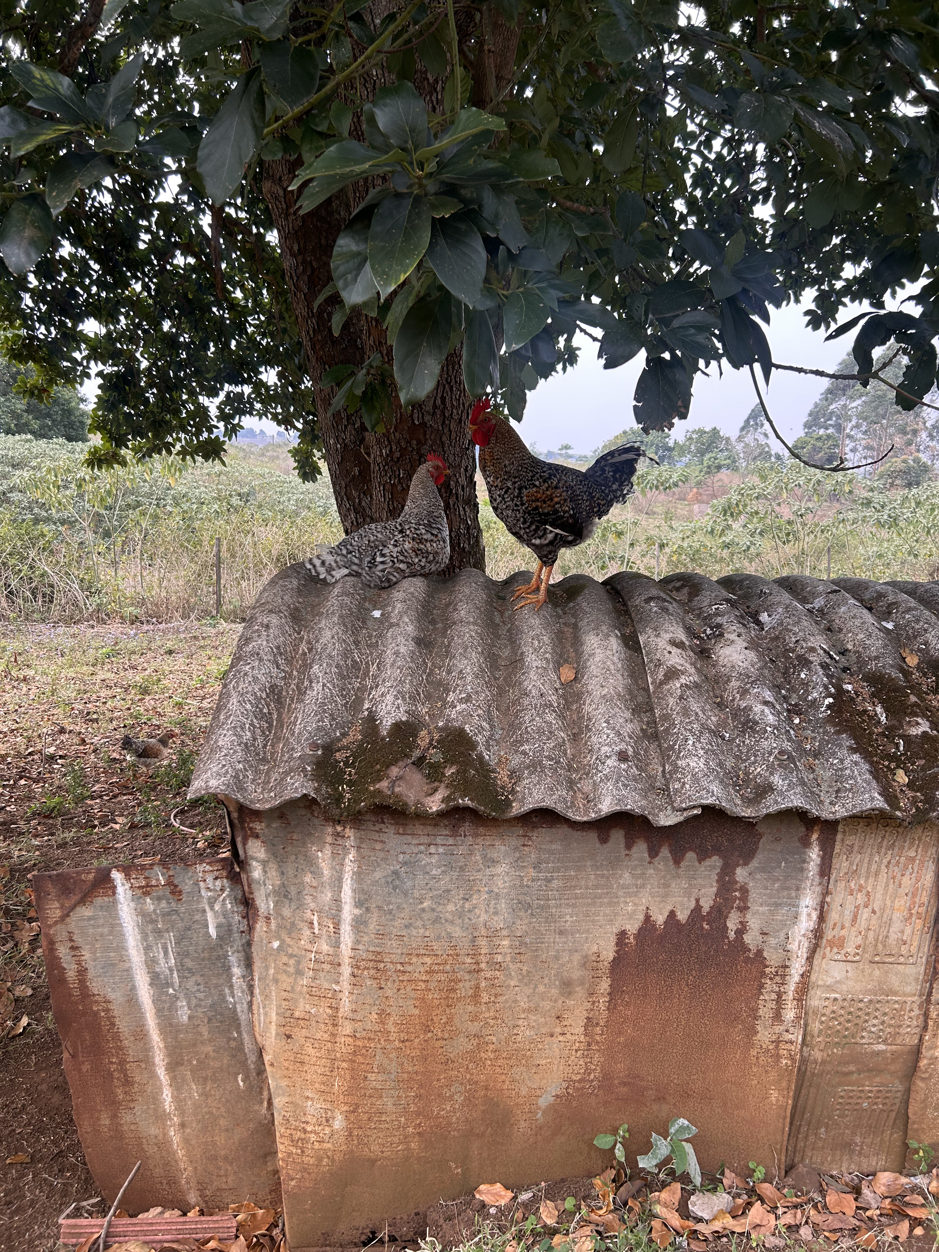 Farmers transporting produce from field to aggregation hub