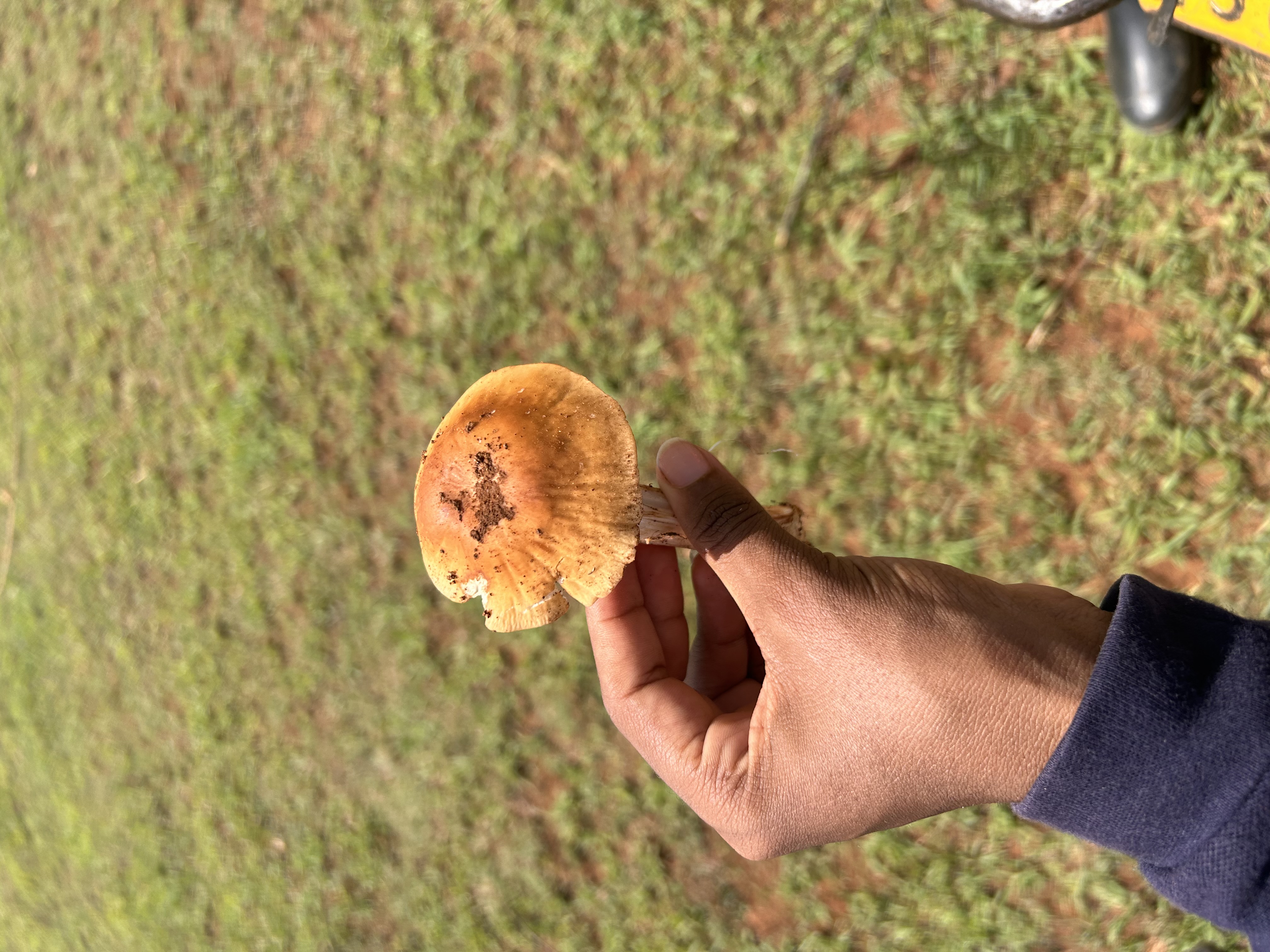 Grower pruning mushrooms at a cooperative farm